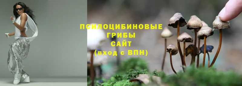 Псилоцибиновые грибы Psilocybe  купить наркотик  Гороховец 